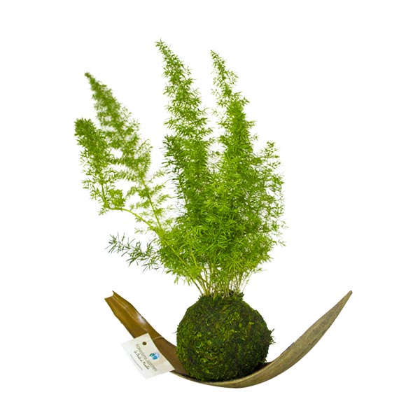 kokedama_natural_nad_bomboniere_viventi