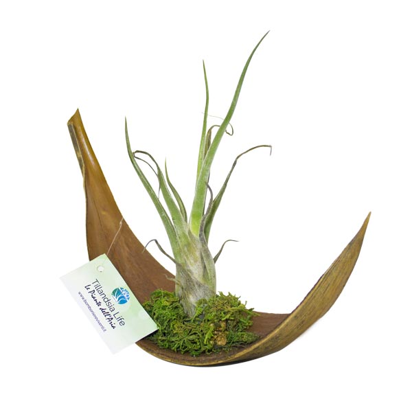 tillandsia_natural_nad_bomboniere_viventi