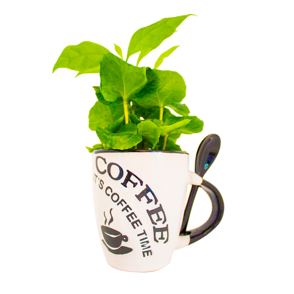 CF-68304_bomboniere_viventi_pianta_caffe_1