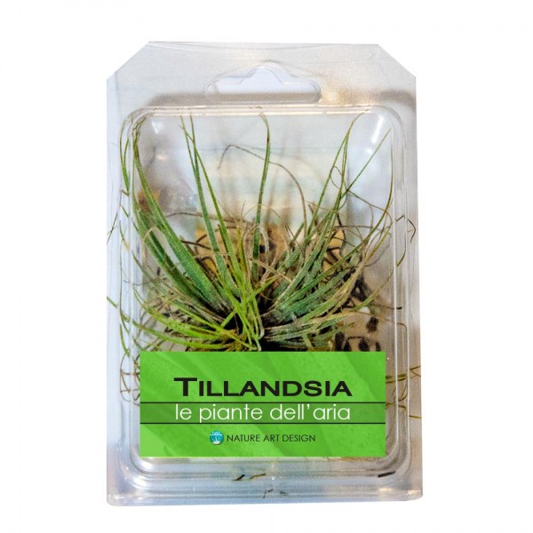 till-bl-1-bomboniere-tillandsia-life-viventi-idee-regalo-originali-nad.jpg