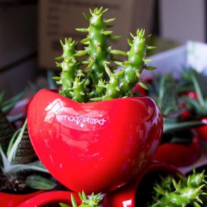 NAD LIMITED EDITION - Idee regalo per Natale, idee regalo per San valentino e festivit&agrave;
